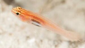 Gold Neon Eviota Goby
