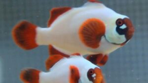 Gold Nugget Maroon Clownfish