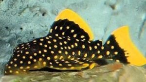 Gold Nugget Pleco L18