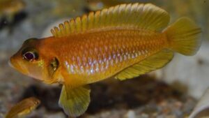 Gold Ocellatus Cichlid