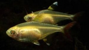 Gold Pristella Tetra