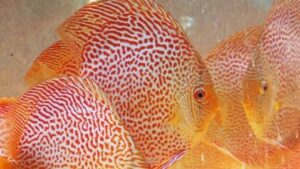 Gold Red Spotted Snake Skin Discus