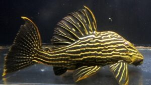 Gold Royal Pleco L027