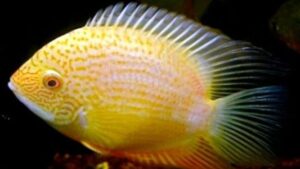 Gold Severum