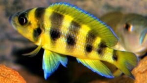Gold Sexfasciatus Cichlid