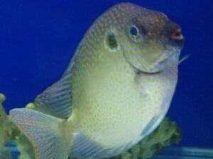 Gold Spotted Rabbitfish