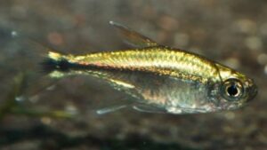 Gold Tetra