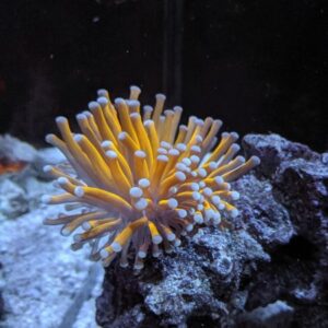 Gold Torch Euphyllia
