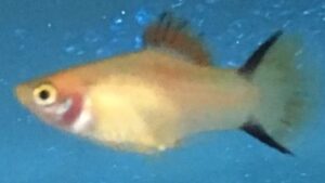 Gold Twin Bar Platy