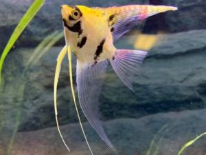 Gold Veil Angelfish