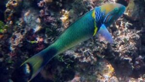Goldbar Wrasse