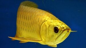 Golden Arowana