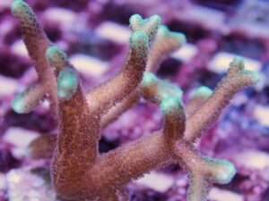 Golden Birdsnest Seriatopora