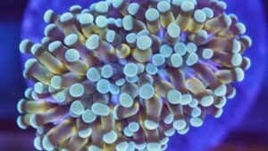 Golden Cristata Torch