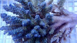Golden Dragon Acropora