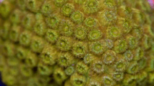 Golden Eye Cyphastrea