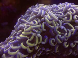 Golden Hammer Euphyllia