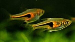 Golden Harlequin Rasbora
