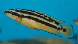 Golden Julie Cichlid