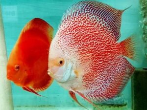 Golden Red Spotted Discus