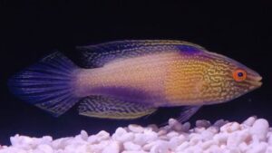 Golden Rhomboidalis Wrasse