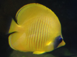 Golden Semilarvatus Butterflyfish