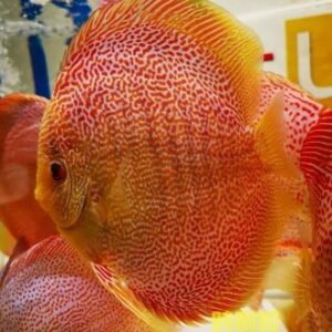 Golden Snake Skin Discus