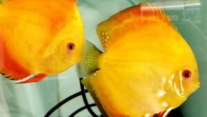 Golden Sunrise Discus