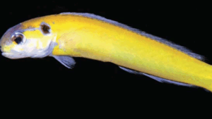 Golden Tilefish