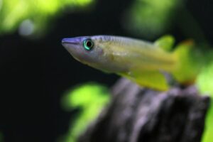 Golden Wonder Killifish