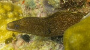 Goldentail Moray