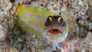 Goldspecs Jawfish