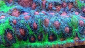 Goodie Gum Drops Chalice