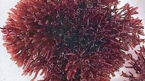 Red Gracilaria