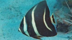 Gray Black Angelfish