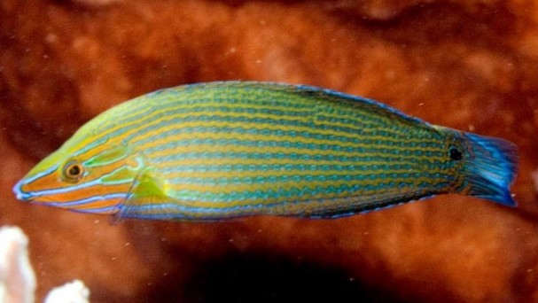 Grey Head Wrasse