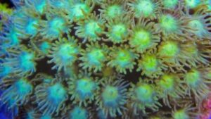 Green Astroturf Goni