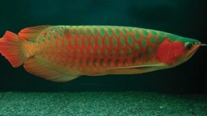 Green Base Super Red Arowana