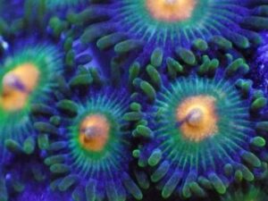 Green Bay Packer Zoas