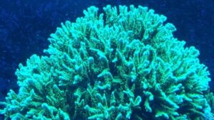 Green Branched Montipora