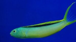 Green Canary Blenny