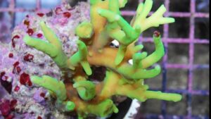 Green Deepwater Acropora