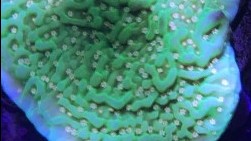 Green Eggs and Ham Montipora