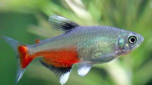 Green Fire Tetra