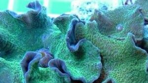 Green Fluorescent Mushroom Actinodiscus