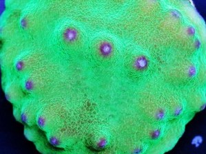 Green Goblin Scroll Coral