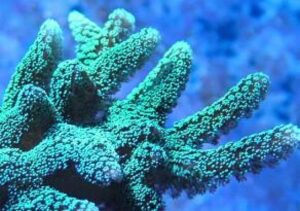 Green Goddess Birdsnest Seriatopora