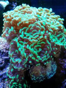 Green Hammer Branching Euphyllia