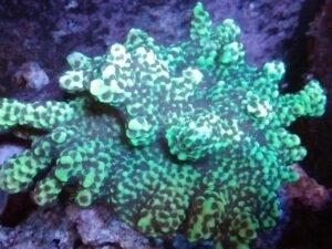 Green Hawk Acropora