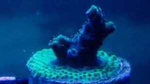 Green Hornet Acropora